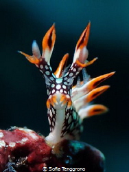 FLAME - Bornella anguilla by Sofia Tenggrono 